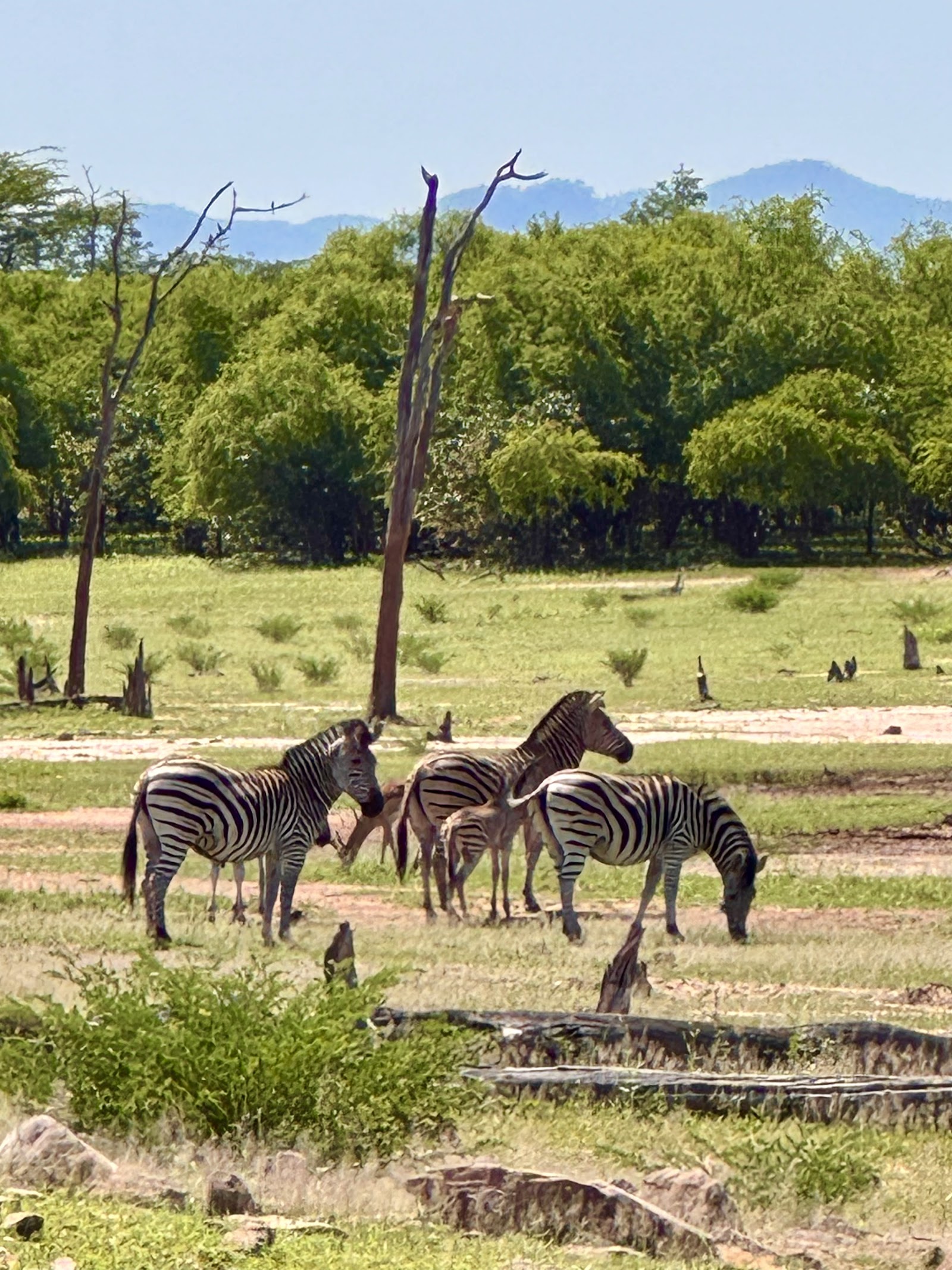 Matusadona National Park 2