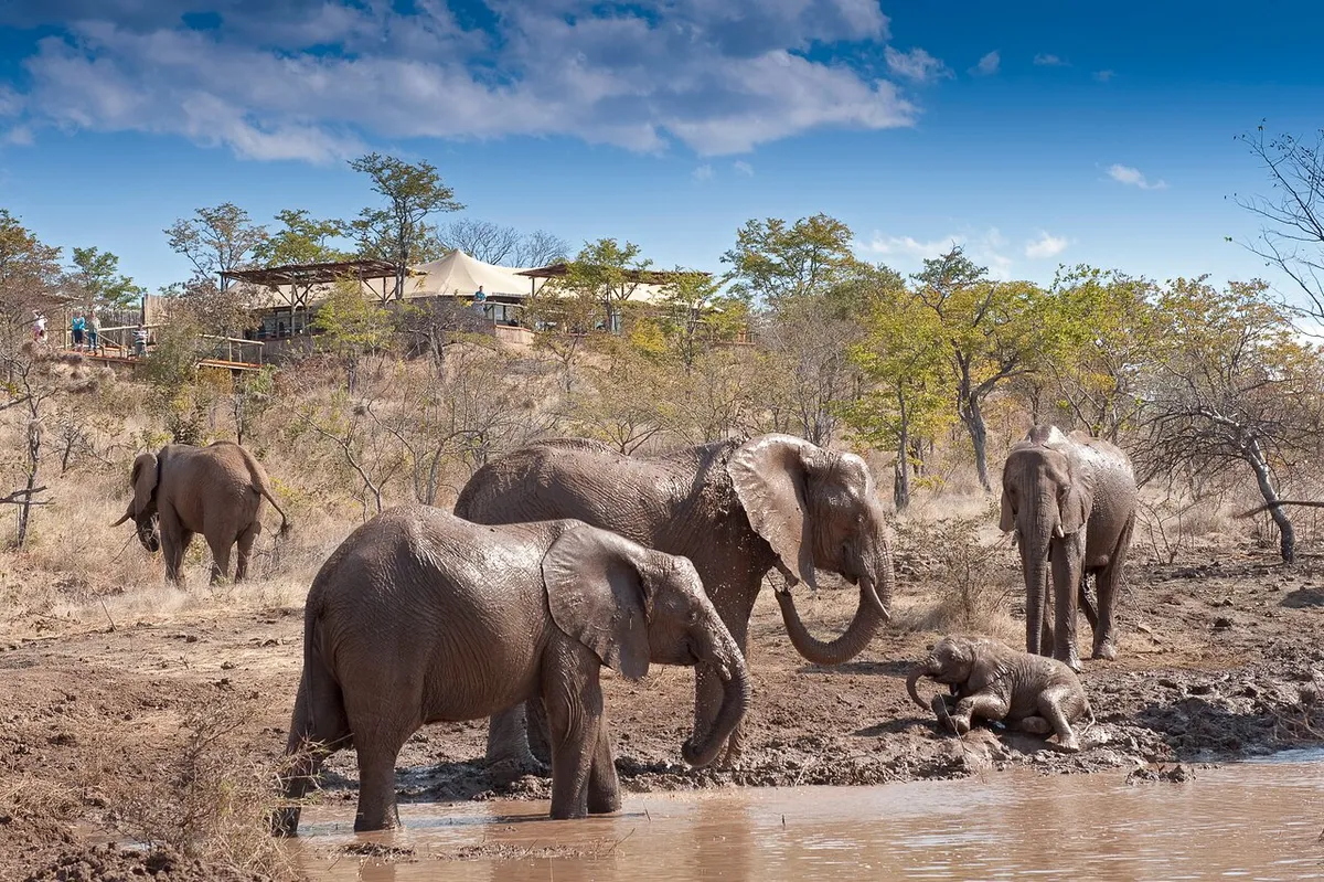 The Elephant Camp