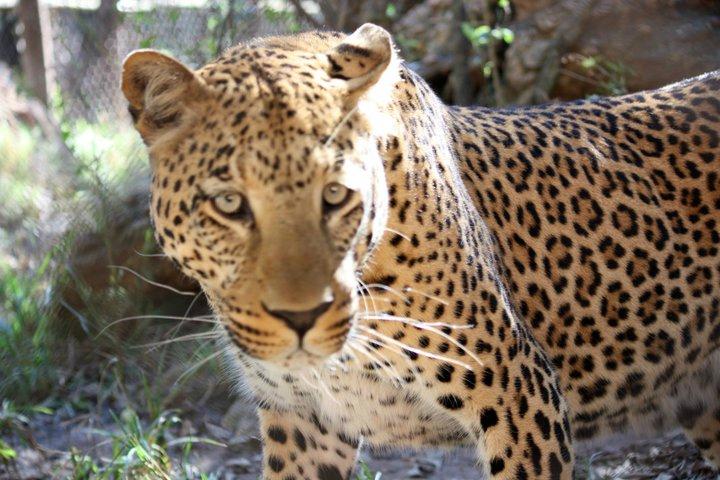 Chipangali Wildlife Orphanage and Research Centre