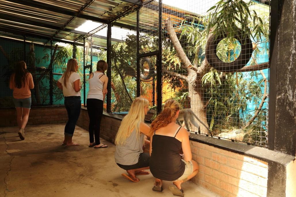 Chipangali Wildlife Orphanage and Research Centre 0