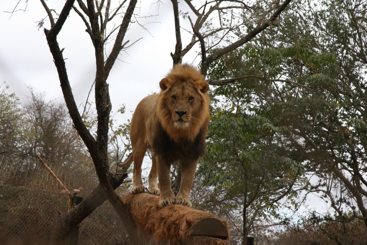 Chipangali Wildlife Orphanage and Research Centre 1