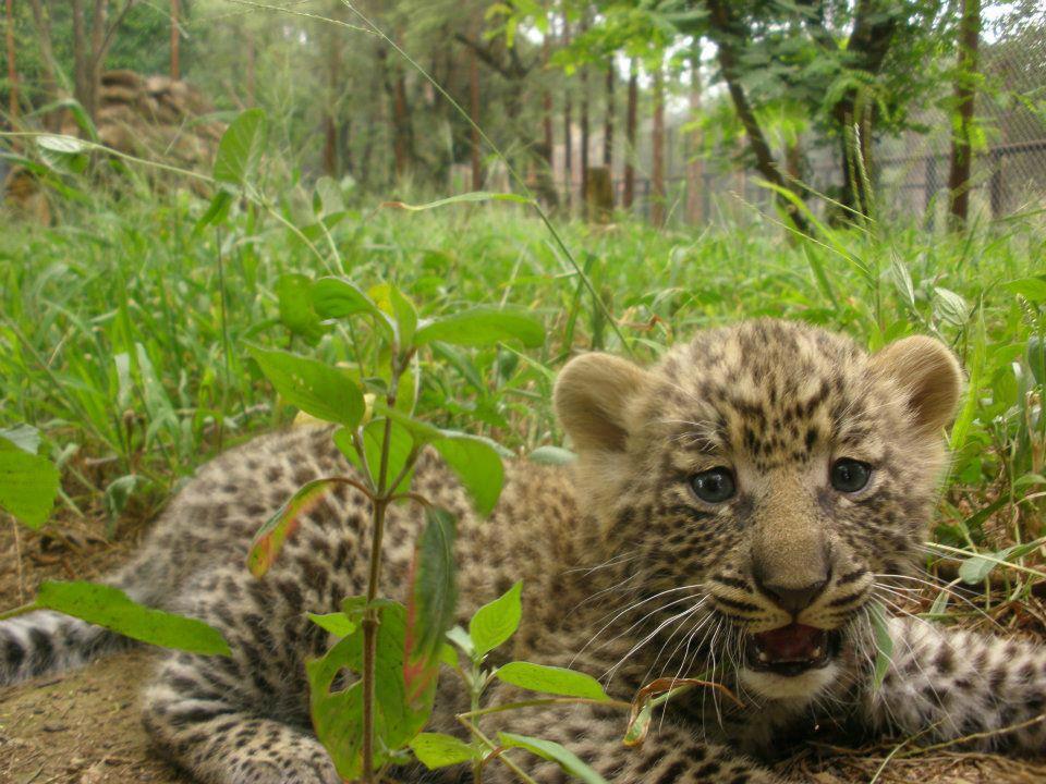 Chipangali Wildlife Orphanage and Research Centre 2