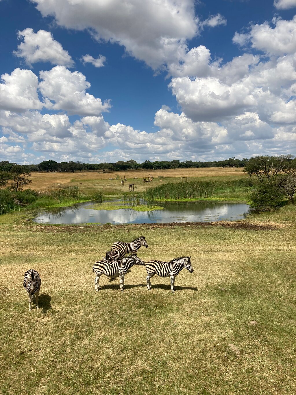 Mukuvisi Woodlands