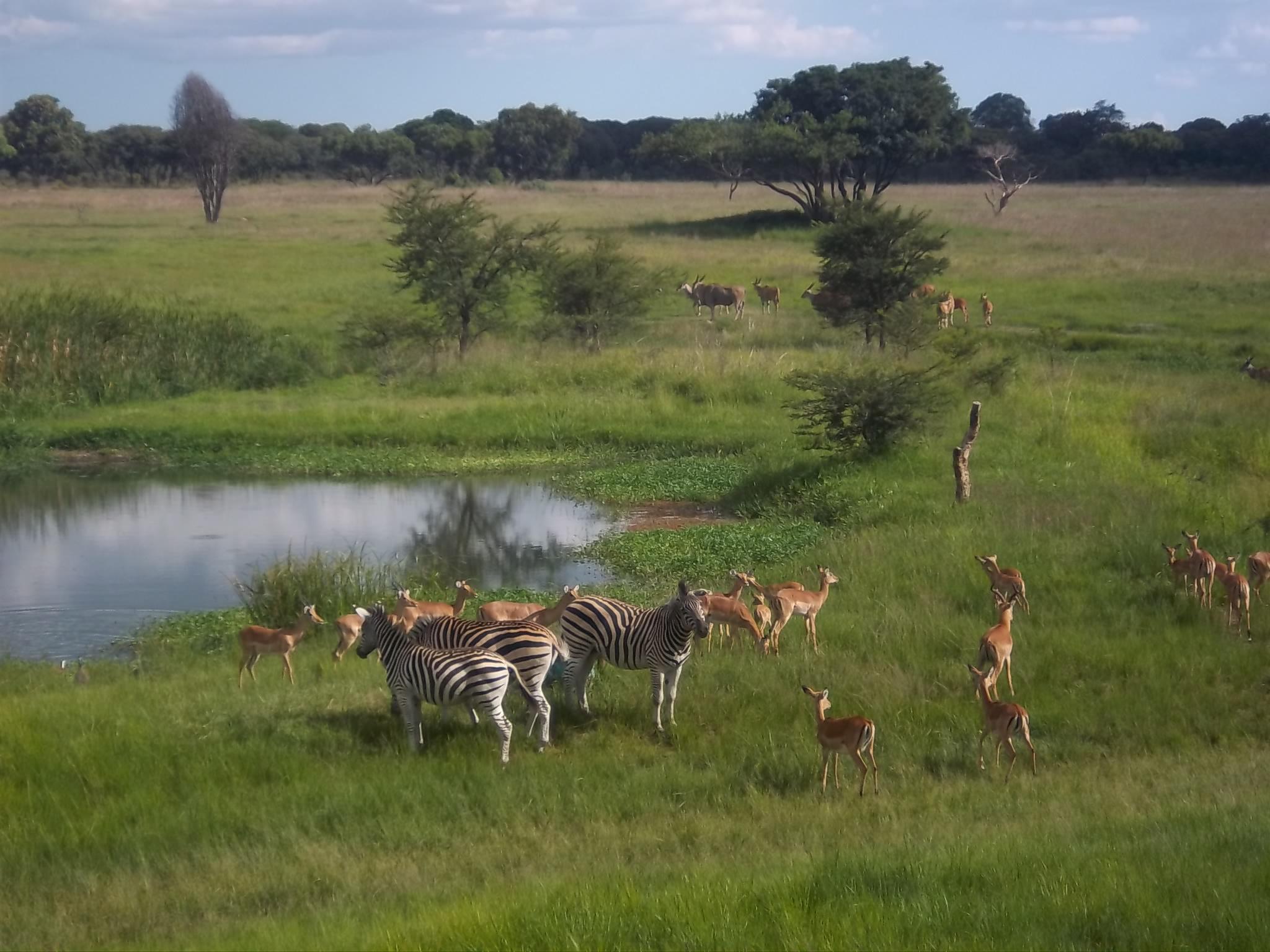 Mukuvisi Woodlands 0