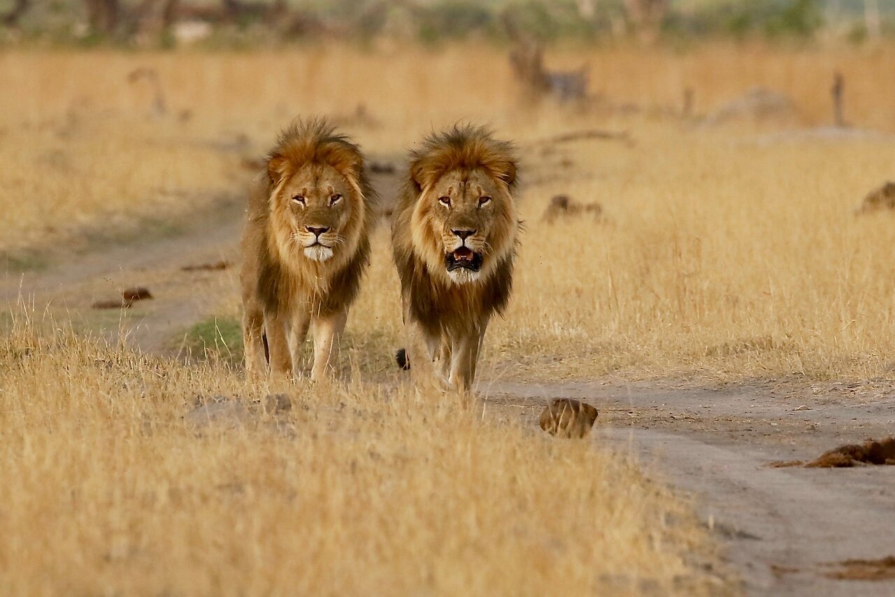Cuckoo Safaris