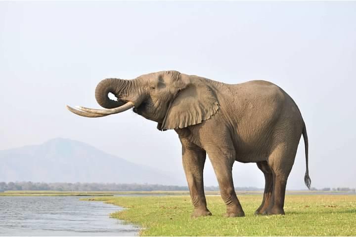 Camping Sites at Mana Pools National Park