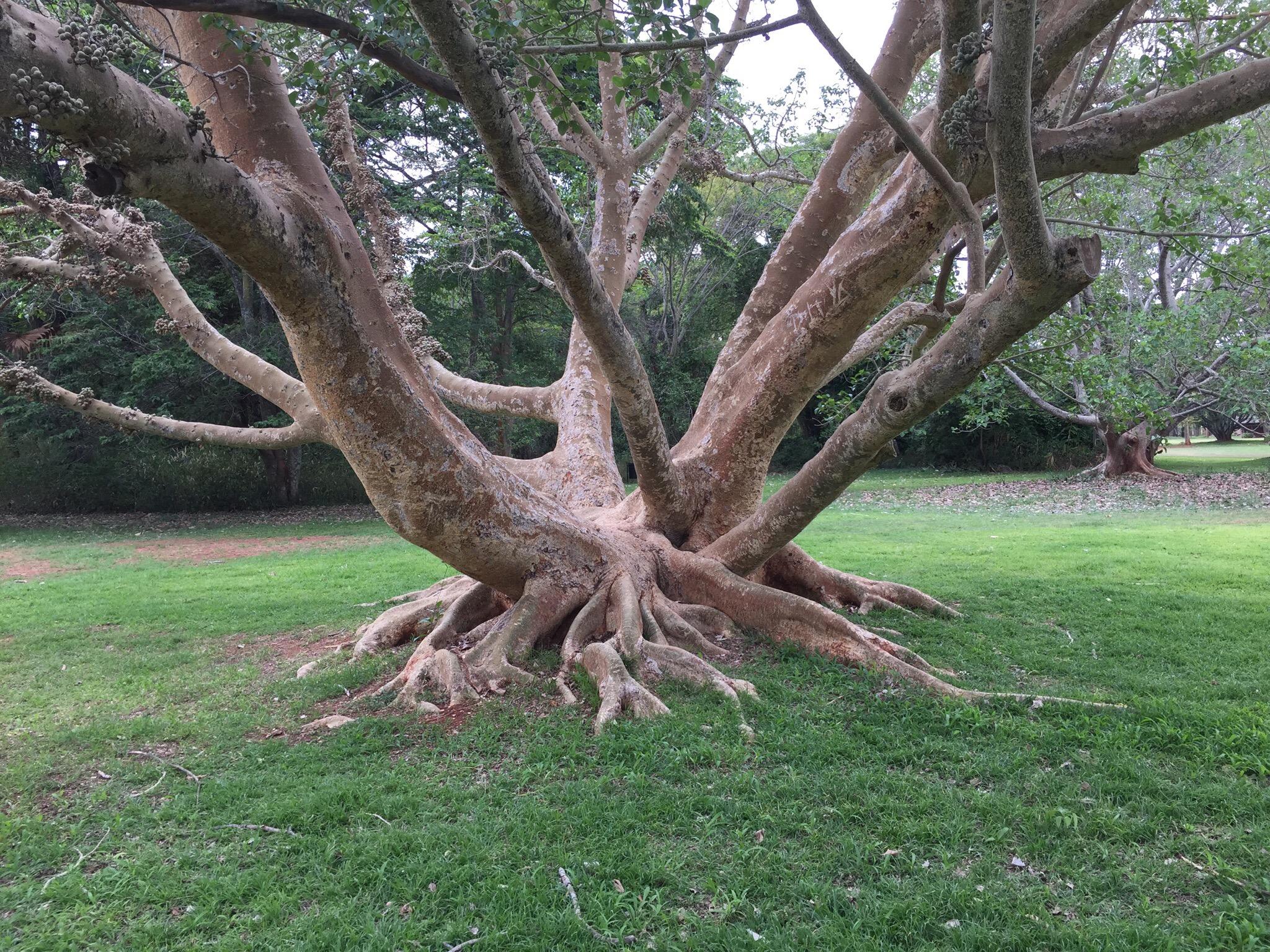 National Botanical Gardens 0