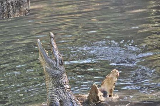 Crocodile Park Victoria Falls 0