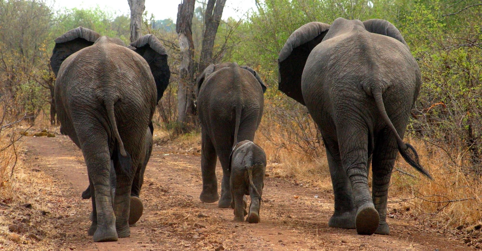 Discover Safaris